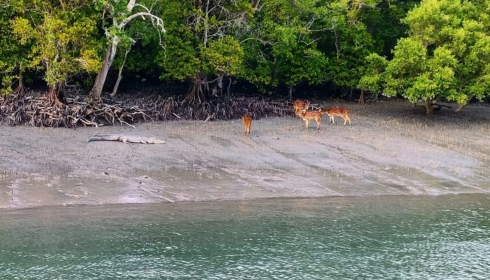 Wilderness Beckons: A Journey Through the Heart of the Sundarbans