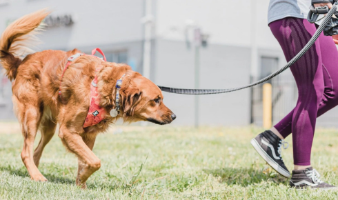 Leash Manners Improvement Coaching Scottsdale for Better Walks