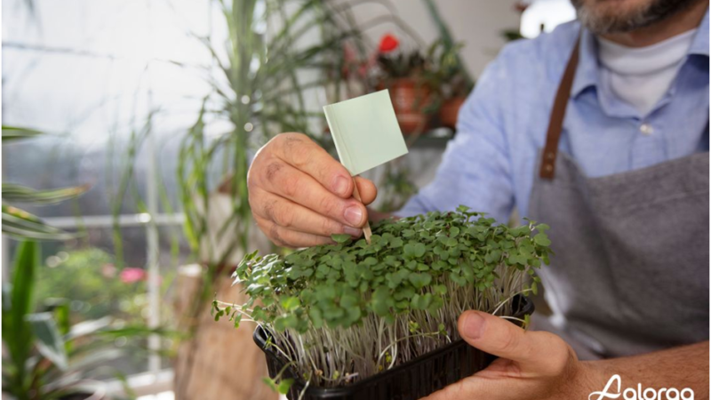 Discover the Best Seed Mixes to Support Your Training!